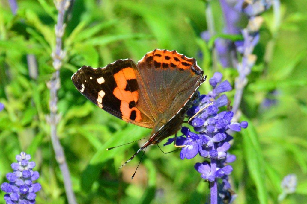 アカタテハDFT_4485.1