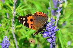 アカタテハDFT_4485.1