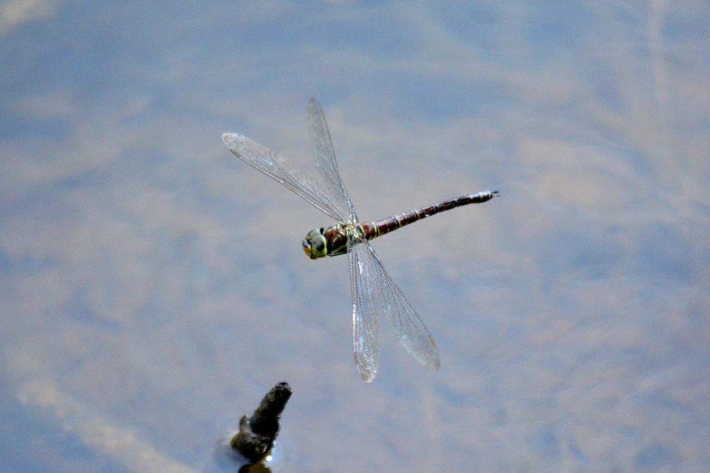 オオルリボシヤンマ♀飛翔