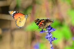 アカタテハ＆カバマダラDFT_4460.1