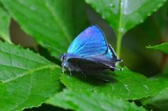 エゾミドリシジミ♂