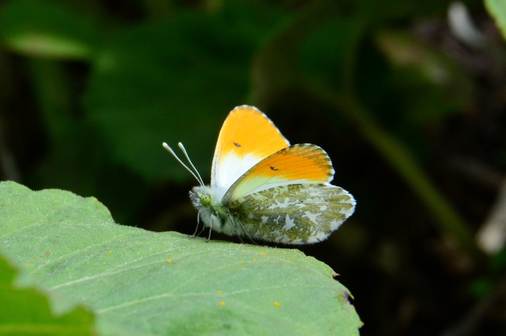 クモマツマキチョウ♂　DFT_7480ps.1　