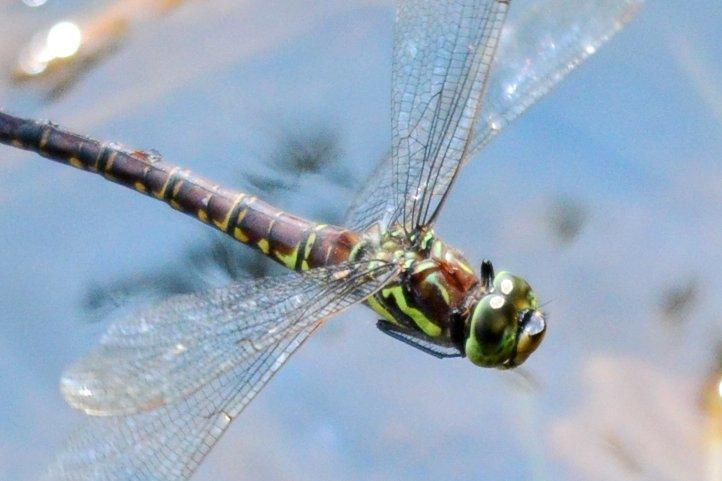 オオルリボシヤンマ♀飛翔