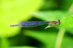 ムスジイトトンボ♀　GV4A2013.1