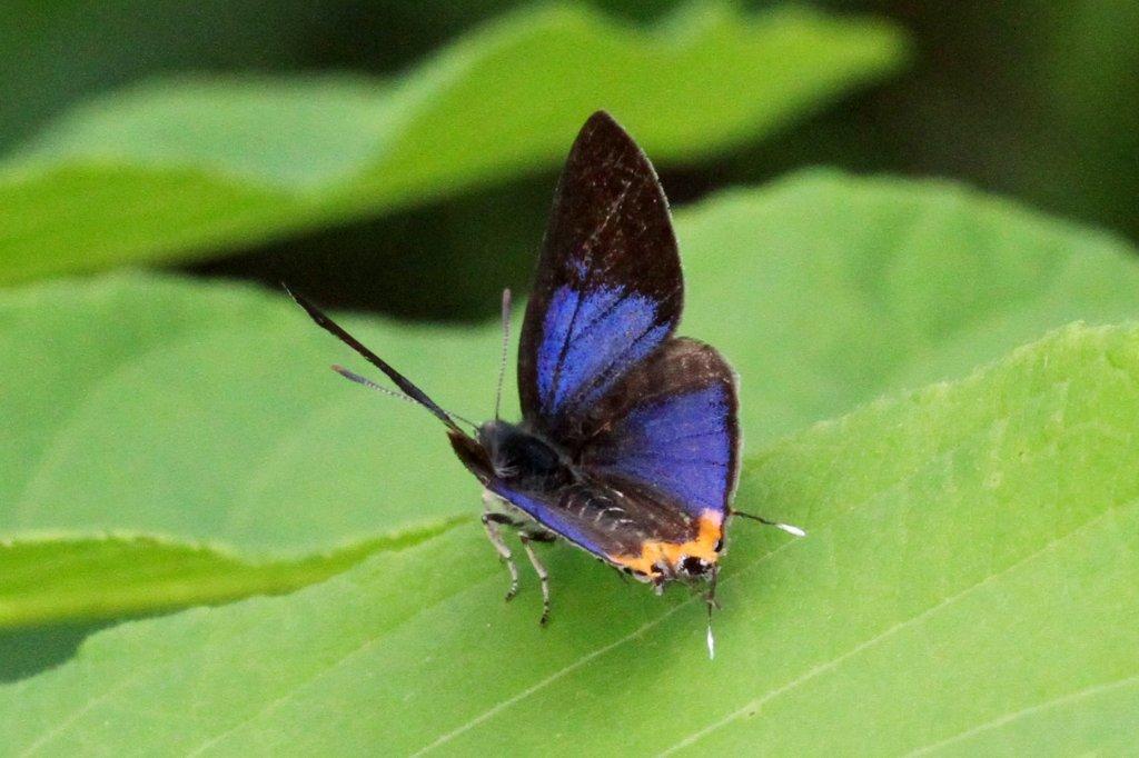 キマダラルリツバメ♂