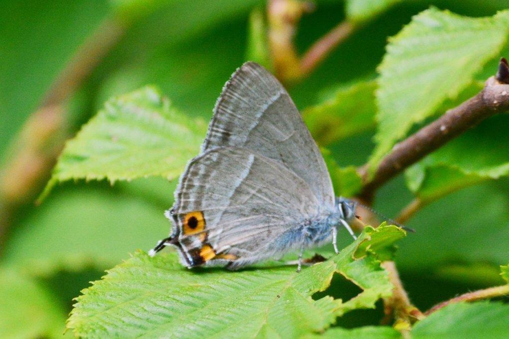 ジョウザンミドリシジミ♂