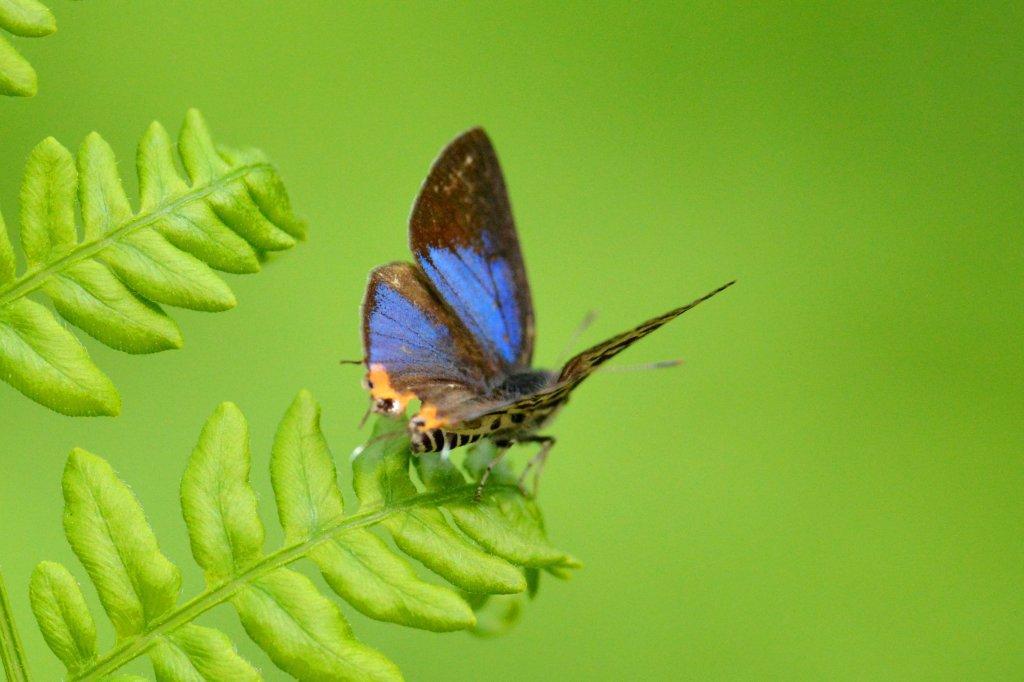 キマダラルリツバメ♂