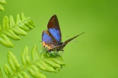 キマダラルリツバメ♂