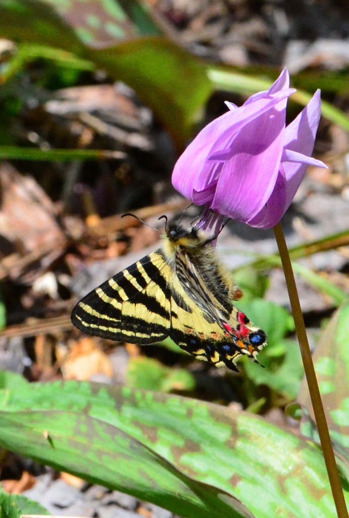 ヒメギフチョウ♀ DFS_7118.1