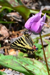 ヒメギフチョウ♀ DFS_7118.1