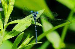 アマゴイルリトンボ♂　GV4A6489.1