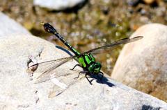 アオサナエ♂　GV4A2427.1