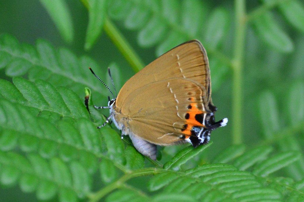 ミヤマカラスシジミ♀