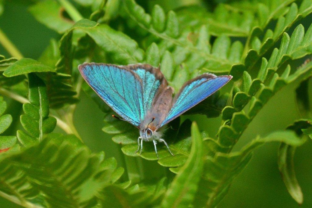 ウラジロミドリシジミ♂