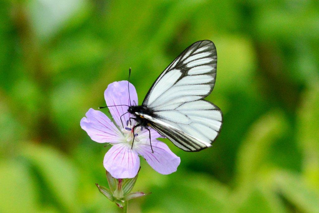 ミヤマシロチョウ♂