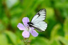 ミヤマシロチョウ♂