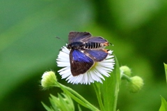 キマダラルリツバメ♂ IMG_9790.1