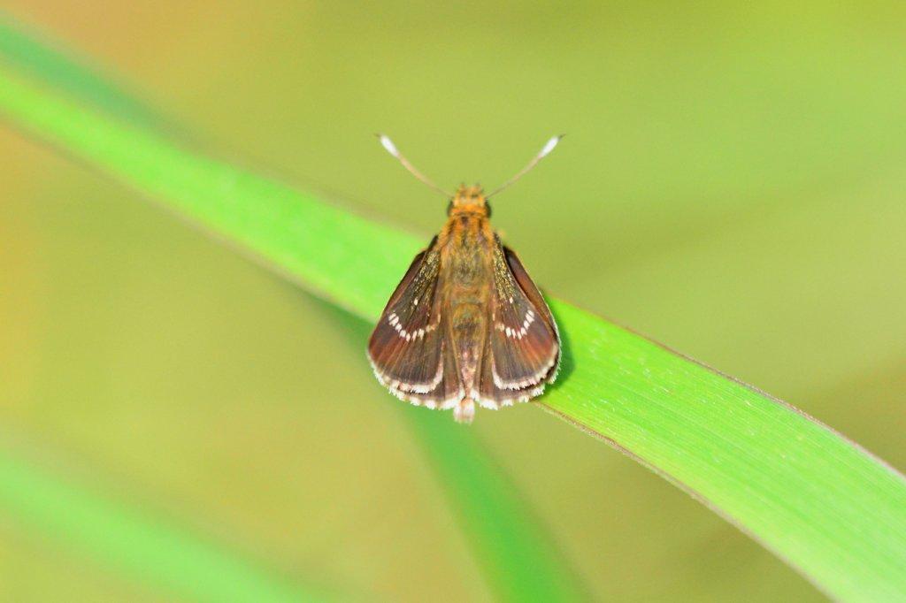 ホシチャバネセセリ♀