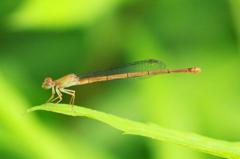 ベニイトトンボ♀未熟　IMG_6967.1