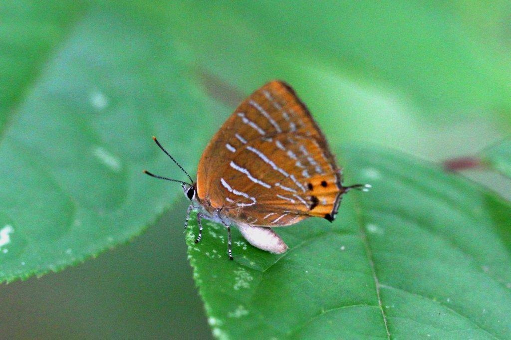 ウラミスジシジミ