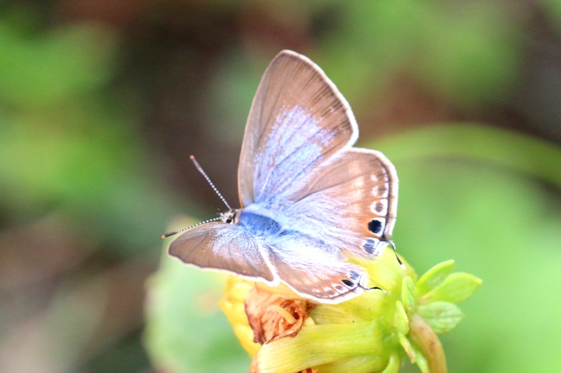 IMG_2913.1 ウラナミシジミ