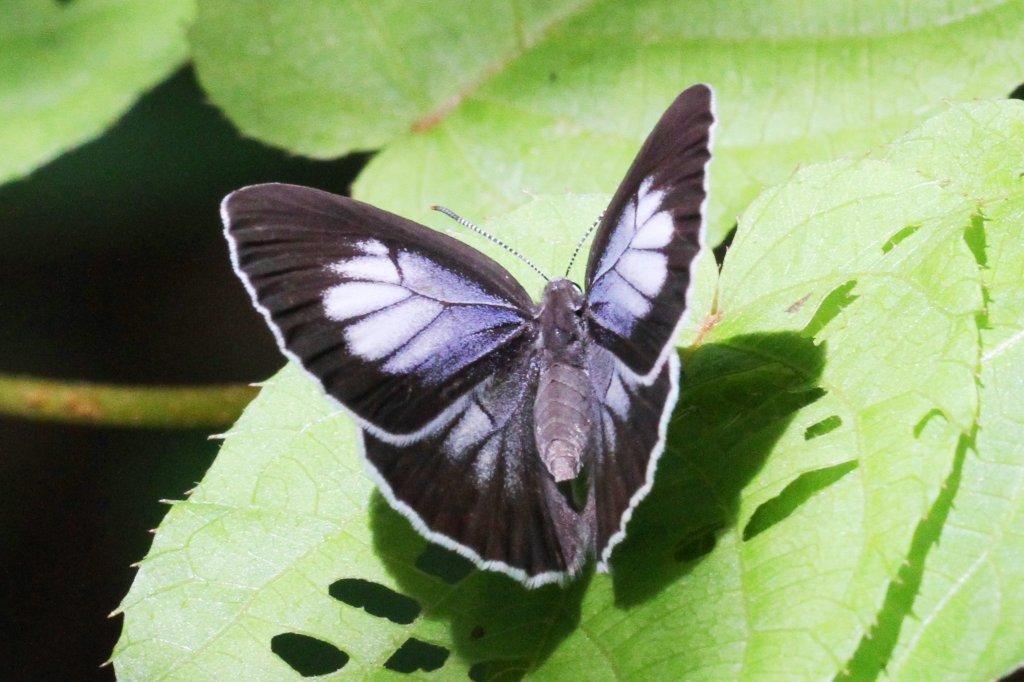 ウラゴマダラシジミ♀