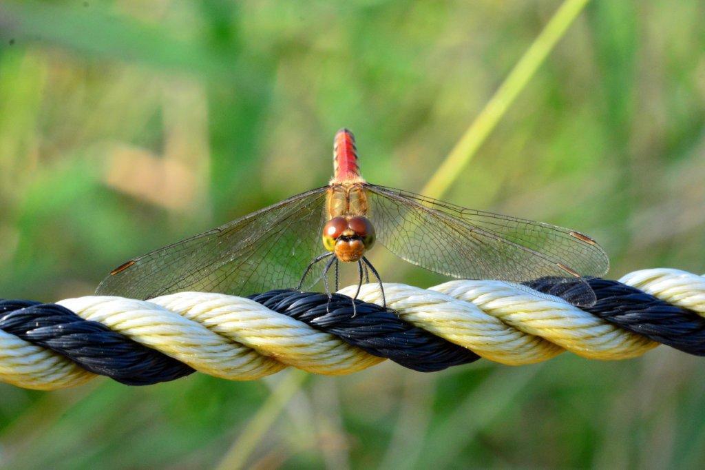 アキアカネ♀DFS_2529.1