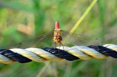 アキアカネ♀DFS_2529.1