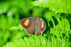 メスアカミドリシジミ♀