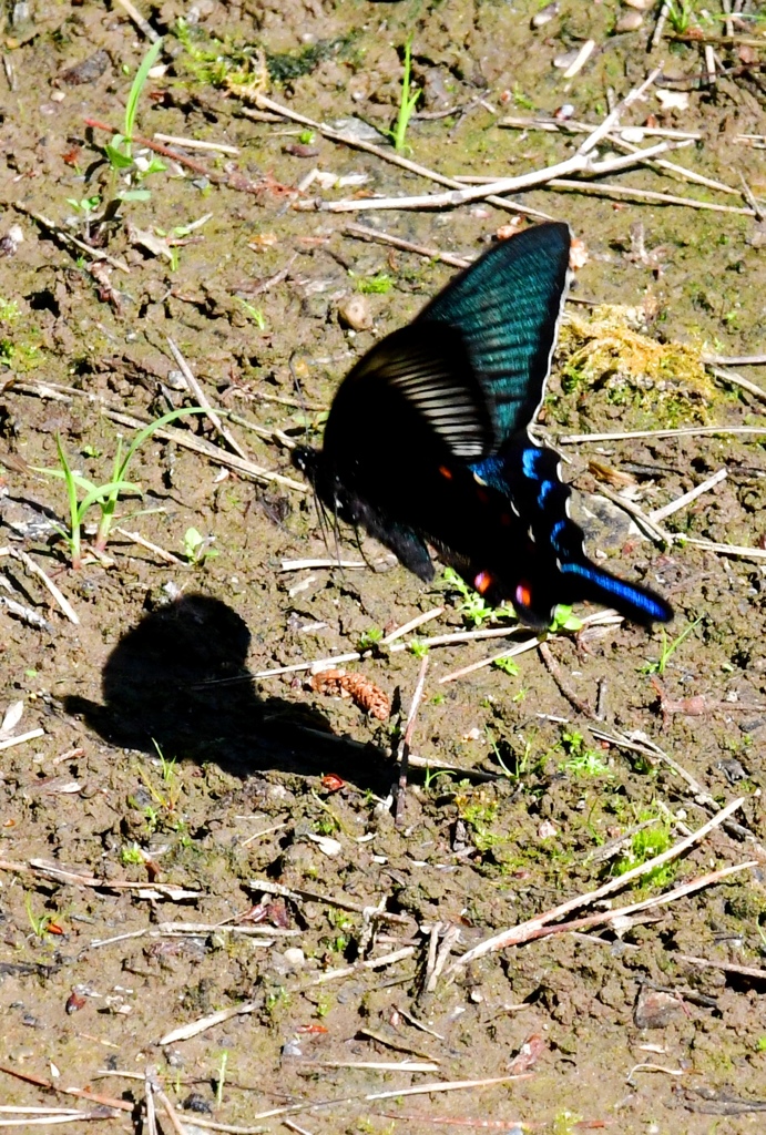 カラスアゲハ♂飛翔FTA_0756