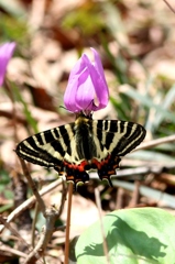 ギフチョウ♂　IMG_2638.2