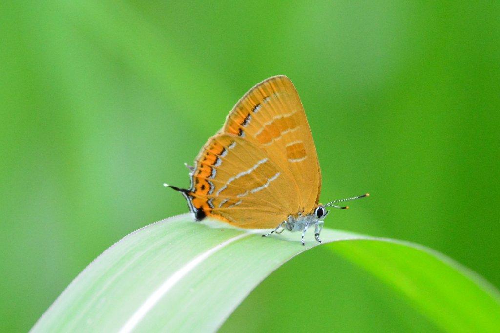 アカシジミDFT_7517.1