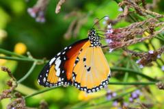 カバマダラ♀DFS_2551.1