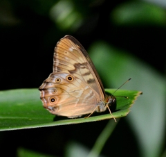 ヒメキマダラヒカゲDSC_1064.2