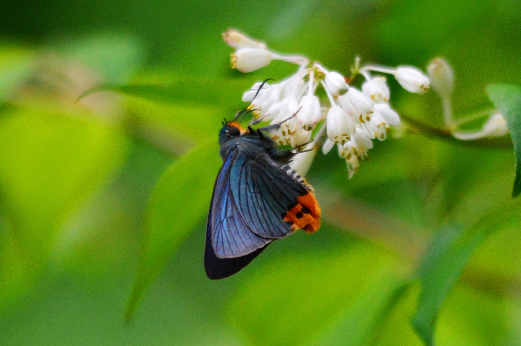 アオバセセリ♂DFS_9403.1