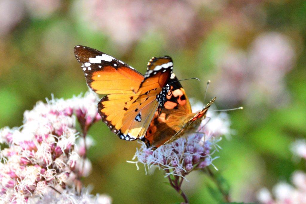 カバマダラ求愛？DFS_4083.1