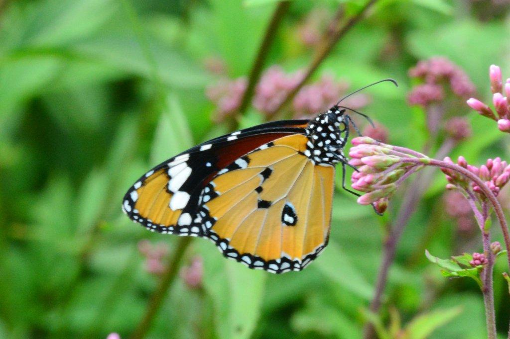 カバマダラ♀DFS_2686.1