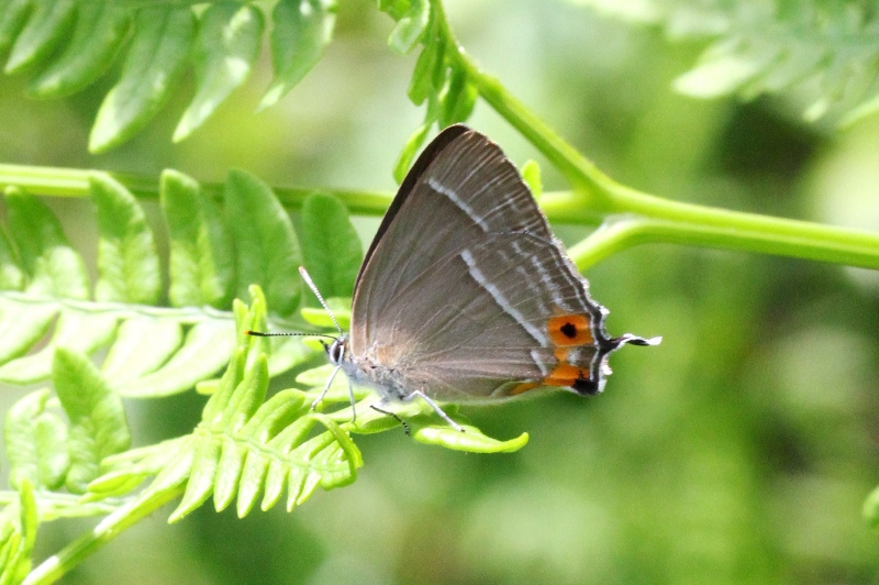 ジョウザンミドリシジミ♀