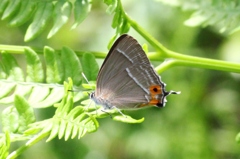 ジョウザンミドリシジミ♀