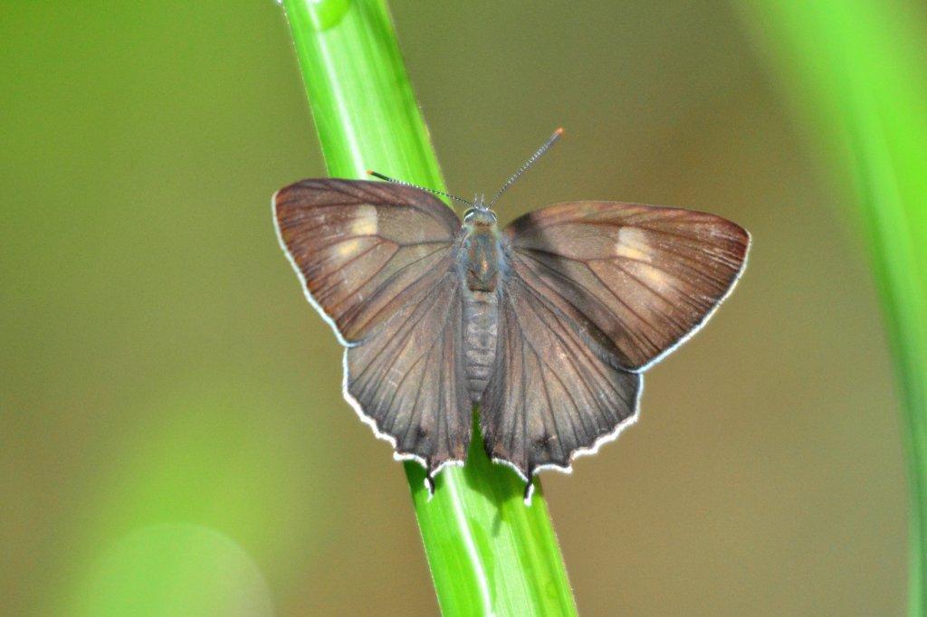 エゾミドリシジミ♀DFS_1443.1