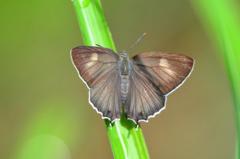 エゾミドリシジミ♀DFS_1443.1