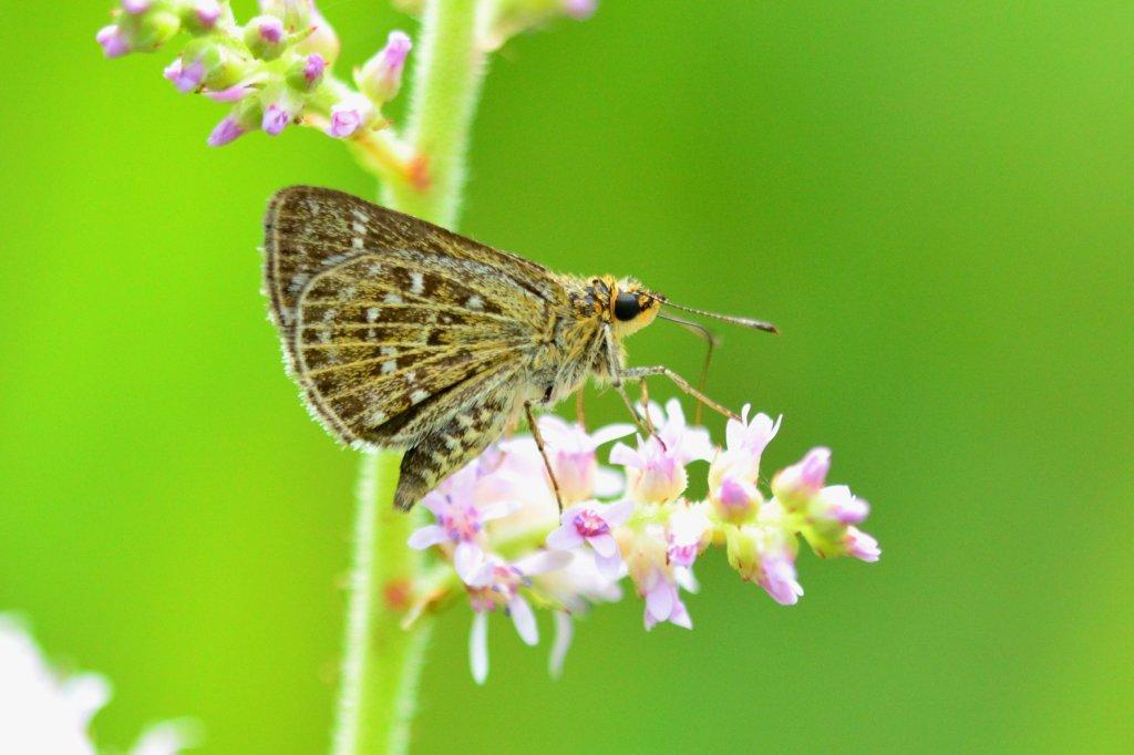 ホシチャバネセセリ♀
