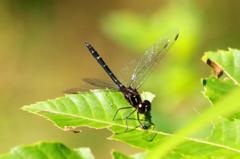 マダラナニワトンボ♂　IMG_0616.1