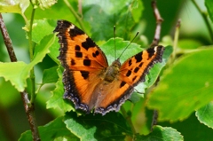 ヒオドシチョウ♀