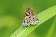 クロシジミ　IMG_9590.1