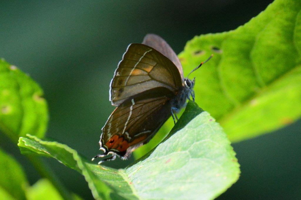 アイノミドリシジミ♀DSC_1234.1