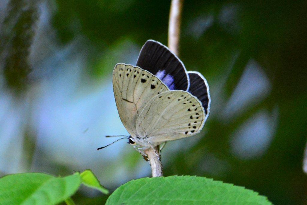 ウラゴマダラシジミDFS_0292.1