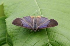 キマダラルリツバメ♂