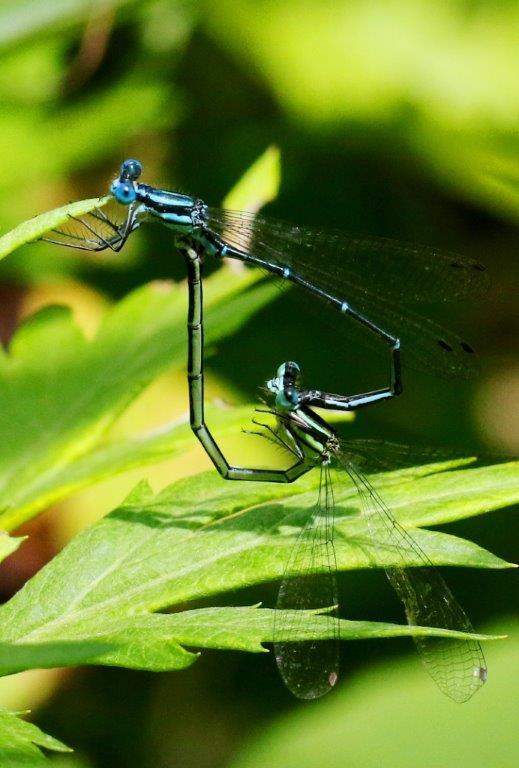 アマゴイルリトンボ♂♀　GV4A6563.1