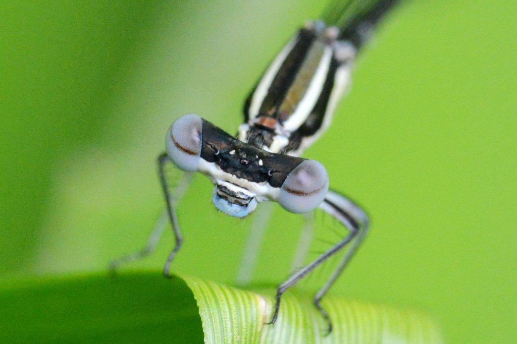 アマゴイルリトンボ♀顔